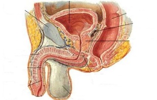 the location of the ji point in men