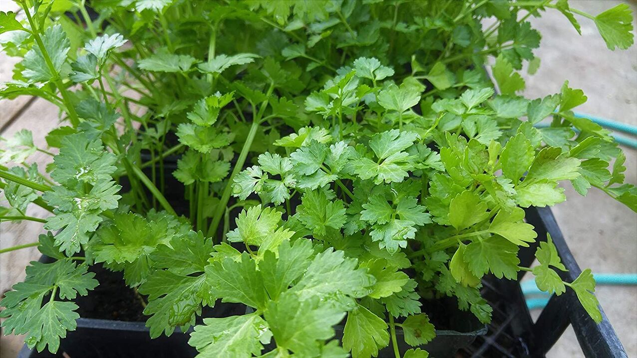 parsley for potency